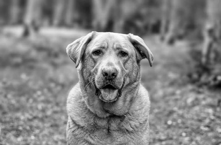 Reasons to adopt an older dog Case Study