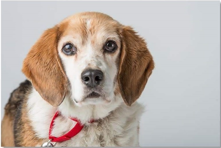 PetPace Canine Heart Failure Case Study Lucas Case Study