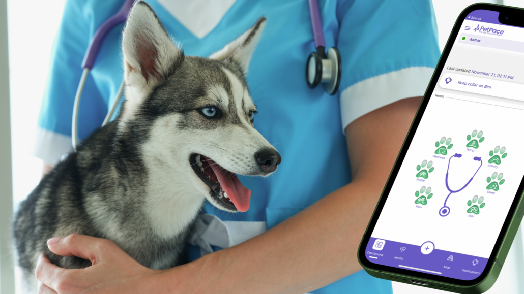 Revolutionizing Post-Surgery Monitoring for Puppy with Congenital Vascular Disease with Petpace Collar