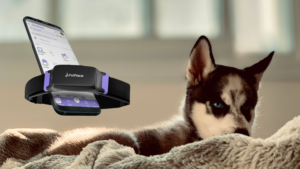 Navigating Hereditary Vascular Challenges with the PetPace Collar for a Husky Puppy | PetPace