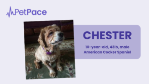 Chester, American Cocker Spaniel, and Proud PetPace Owner