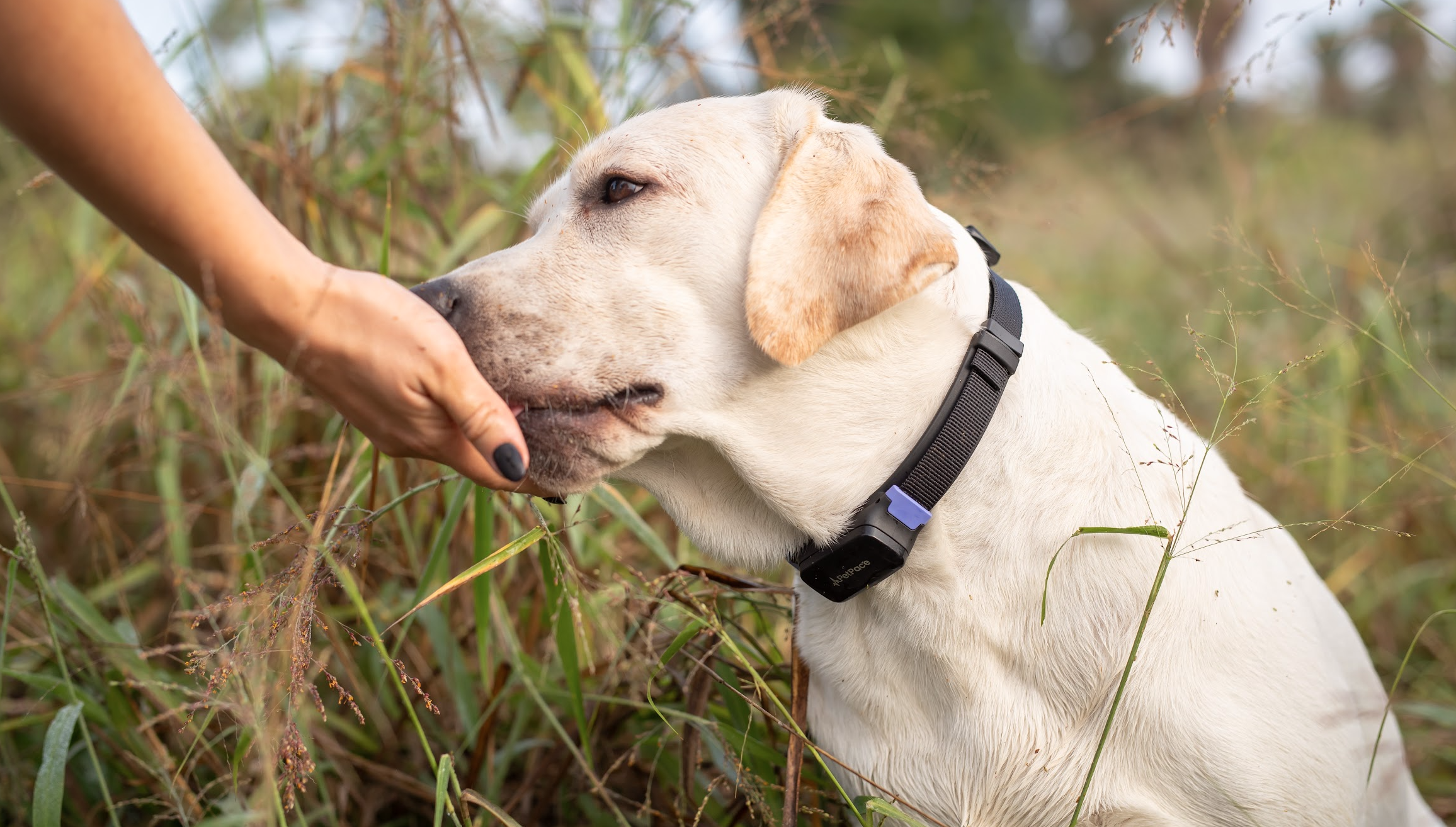 Unveiling Hidden Pain: A Labrador's Life-Saving Journey through Chronic Pain Detection and Monitoring with PetPace Collar in Hip Dysplasia