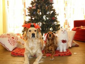 two dogs and a cat celebrating Christmas 