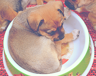 Puppy curled up in a bowl 
