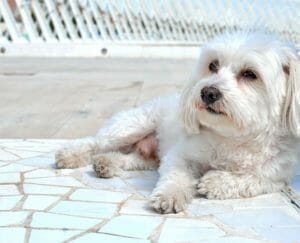 Maltese Terrier | PetPace