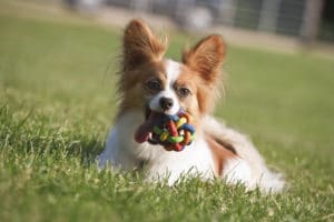 Papillon | PetPace