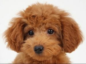 Toy Poodle | PetPace
