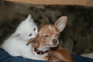 Kitten cleaning dog | Petpace