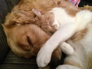 Golden retriever and kitten cuddling | Petpace