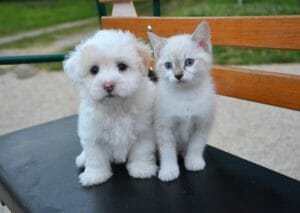 A white puppy and kitten | Petpace