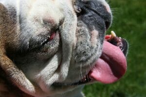 Heat Exhaustion in Dogs 