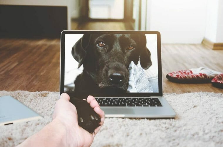 TELEMEDICINE: HOW CAN IT HELP YOUR PET? | PetPace Smart Collar