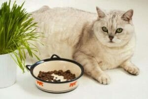 STUDY: AMERICAN PETS MORE OBESE THAN EVER BEFORE