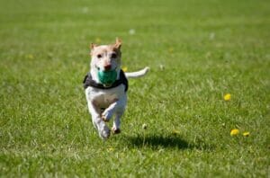 HOW MUCH EXERCISE DOES YOUR DOG NEED?