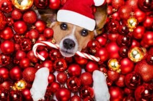 5 CLEVER PET WELLNESS HOLIDAY GIFT IDEAS FOR CATS AND DOGS
