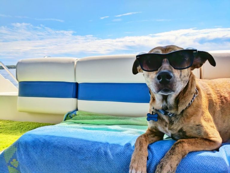 10 SUMMER HEALTH HAZARDS DOG OWNERS NEED TO KNOW ABOUT