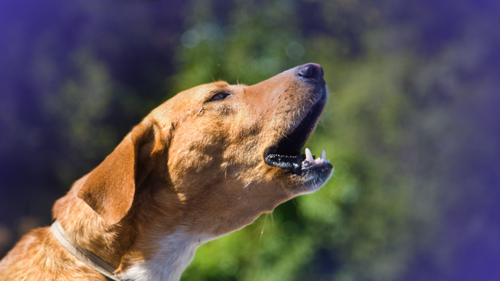 Holiday Paid SocialPetPace Blog Banner 23 7 TOP TIPS TO CONTROL DOG BARKING NOISE