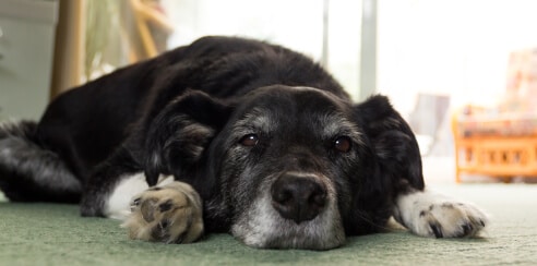 ARTHRITIS IN DOGS | PetPace