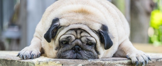HOW TO RECOGNIZE WHEN YOUR PET IS OVERWEIGHT | PetPace