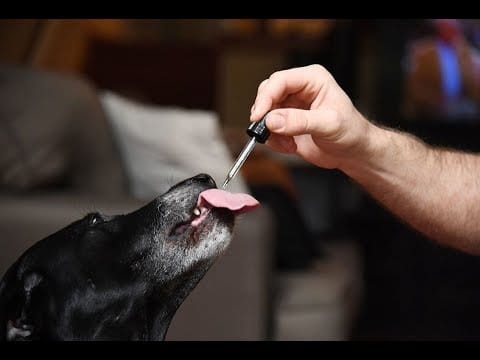 LET’S BE CLEAR ON THE USE OF CBD OIL FOR PETS | PetPace