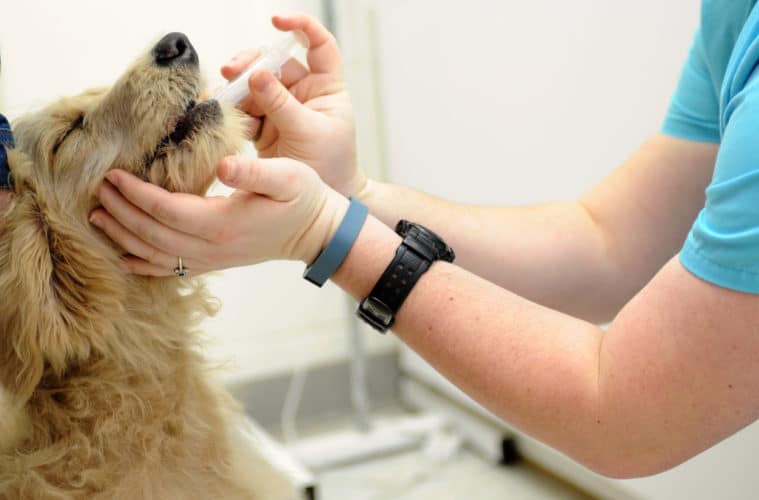 THE COMPLETE GUIDE TO DOG DIABETES | PetPace