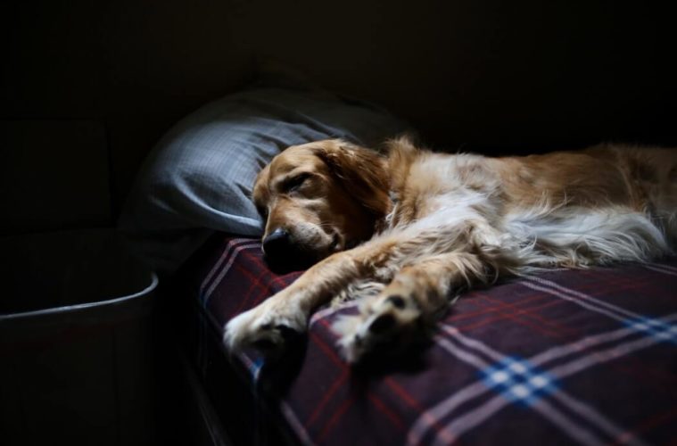 WHAT YOUR DOG’S SLEEP PATTERN SAYS ABOUT ITS HEALTH | PetPace