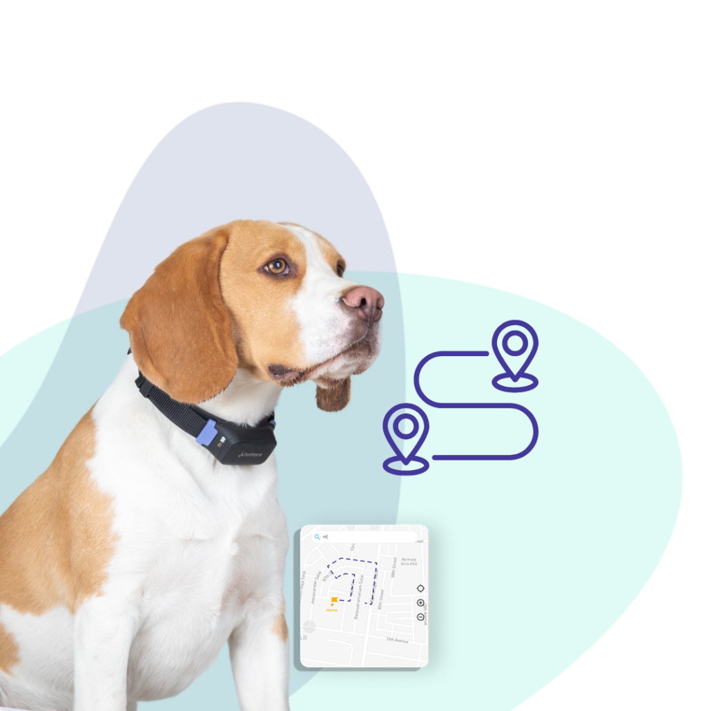 Monitor Your Pets Health with PetPace - PetPace