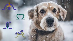 Sick as a Dog? What About When Your Pet Gets a Cold in the Winter? | PetPace