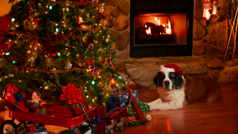 A Guide to Christmas Pet Safety: Ensuring Your Dogs Well-being During the Festive Season | PetPace