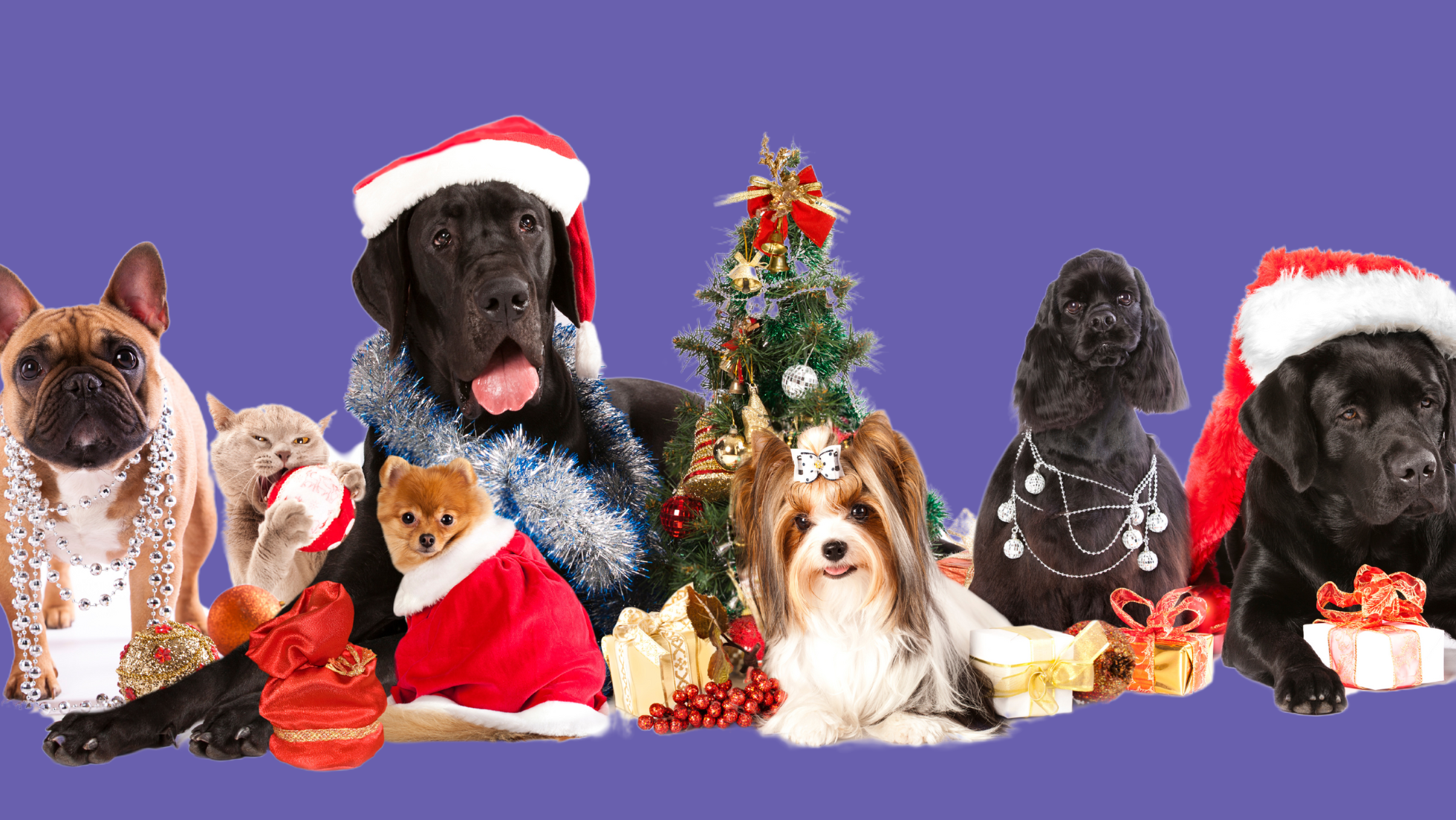 Paws and Presents: Navigating the Holiday Season with Your Pup's Well-Being in Mind! | PetPace