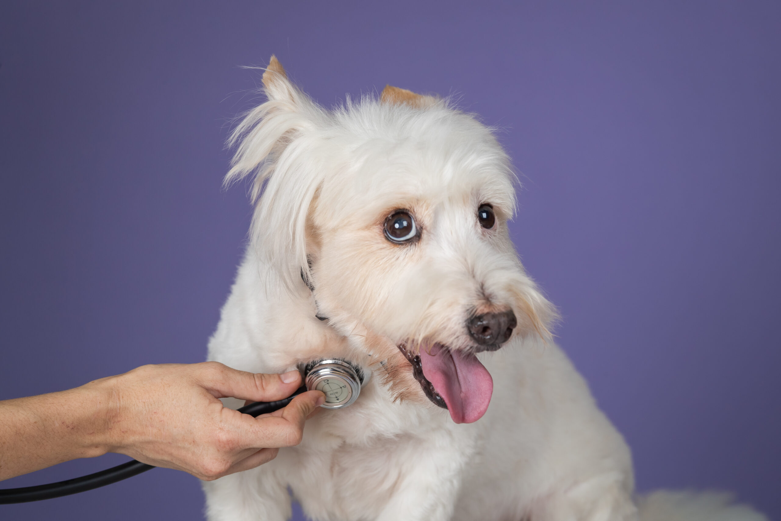 Does My Healthy Dog Need A Health Smart Collar? A Veterinarian Reveals An Unexpected Answer | PetPace
