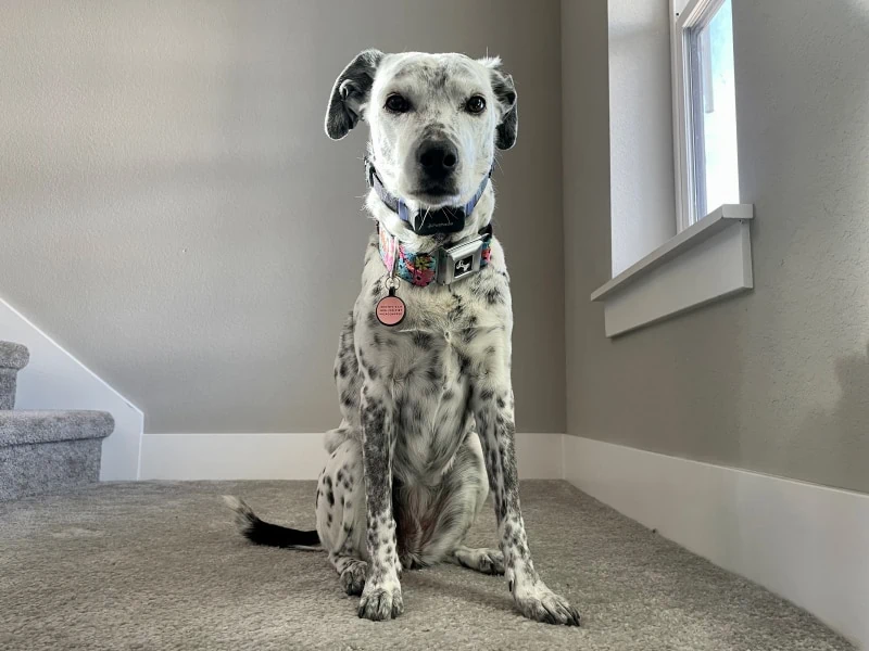 PetPace Smart Collar ragz sitting on the stairs with product on PetKeen: PetPace Dog Collar Review 2023: Our Expert’s Opinion
