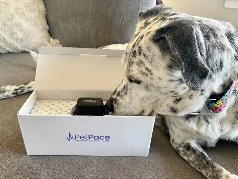 PetPace Smart Collar ragz sniffing the product PetKeen: PetPace Dog Collar Review 2023: Our Expert’s Opinion