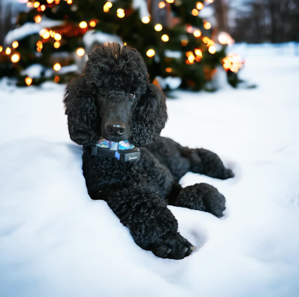 Screenshot 2023 12 18 at 15.24.59 Paws and Presents: Navigating the Holiday Season with Your Pup's Well-Being in Mind!