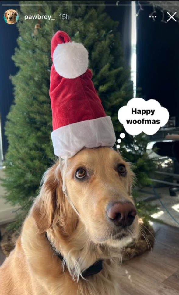 A Guide to Christmas Pet Safety: Ensuring Your Dogs Well-being During the Festive Season | PetPace @Pawbrey