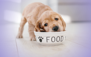 Are You Feeding Your Dog Right? PetPace