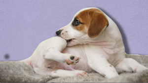 ATOPY IN DOGS: TREATMENT OPTIONS FOR THOSE SEASONAL ITCHES | PetPace