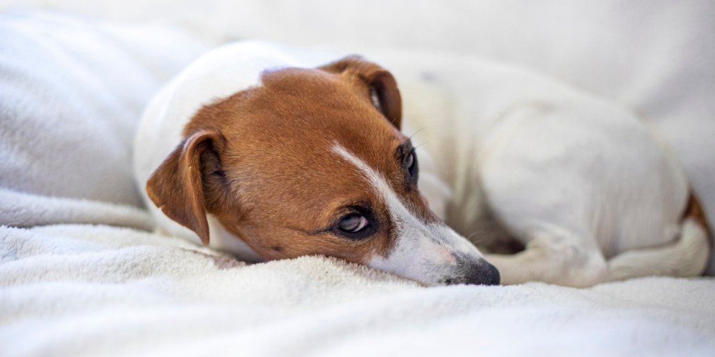 Decoding Your Dog's Love Language: What Their Greetings Really Mean | PetPace