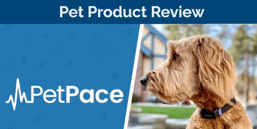 Screenshot 2024 01 28 at 13.58.47 PetPace Smart Collar Review 2024: Our Expert’s Opinion | Hepper Blog