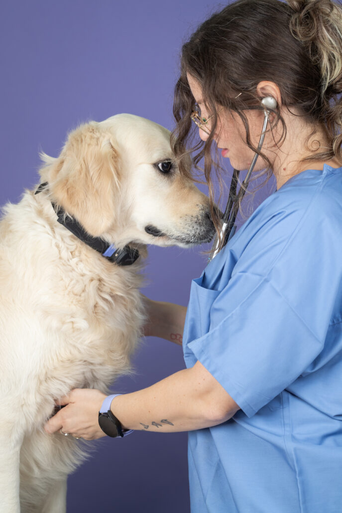 Vet image Common Dog Health Problems and Solutions