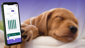 Your Dog's Secret Sleep Society Revealed! | PetPace