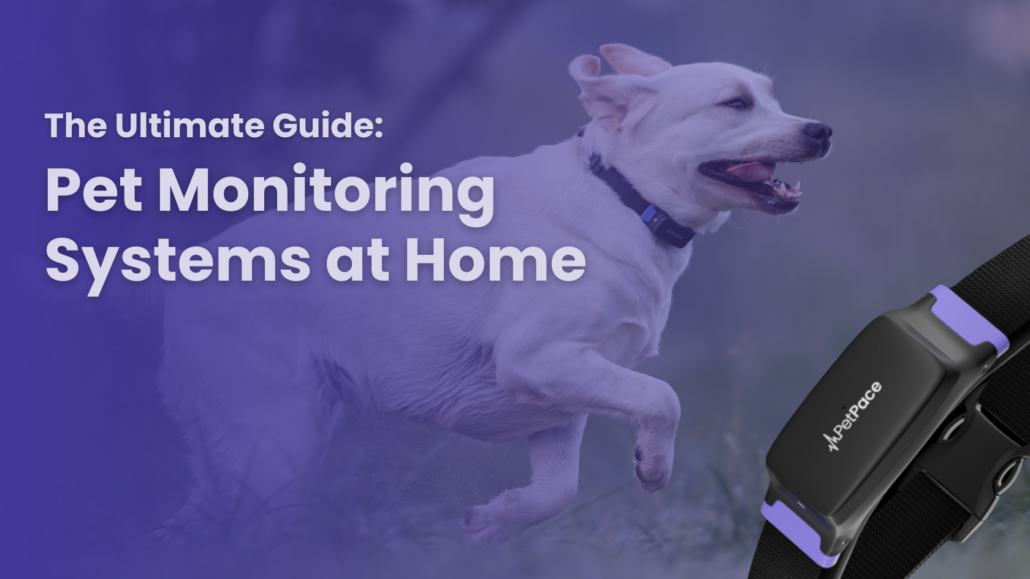 Holiday Paid SocialPetPace Blog Banner 17 The Ultimate Guide to Home Pet Monitoring Systems: Keep Your Furry Friend Happy and Healthy!