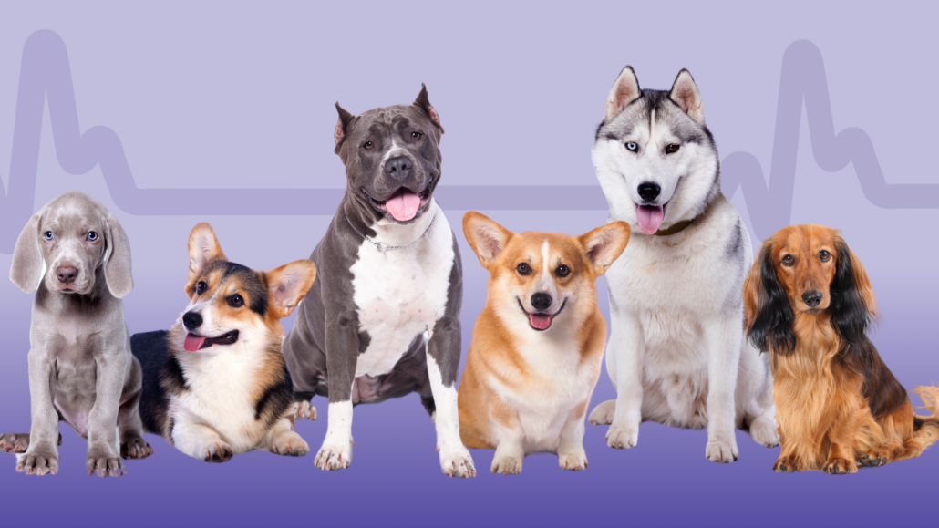 Holiday Paid SocialPetPace Blog Banner 27 Vital Checks: How to Monitor Your Dog’s Health Naturally
