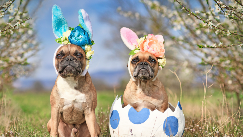 Holiday Paid SocialPetPace Blog Banner 31 Safeguarding Your Dog's Health During Easter Celebrations