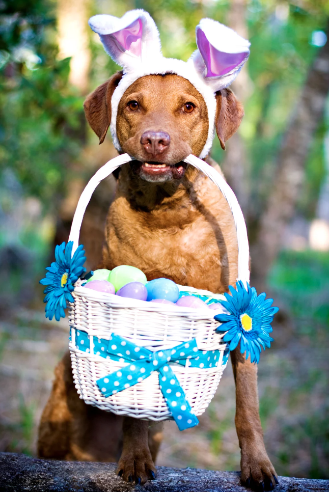 Screenshot 2024 03 31 at 13.36.05 Safeguarding Your Dog's Health During Easter Celebrations
