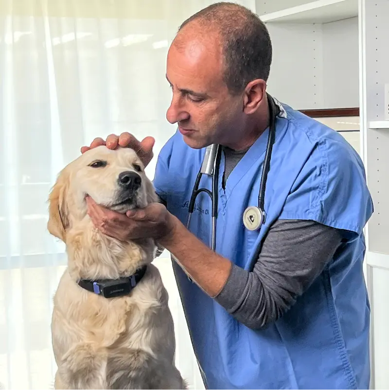 asafdog 1 1 What to Look for When Buying a Health Monitoring Collar for Your Pet