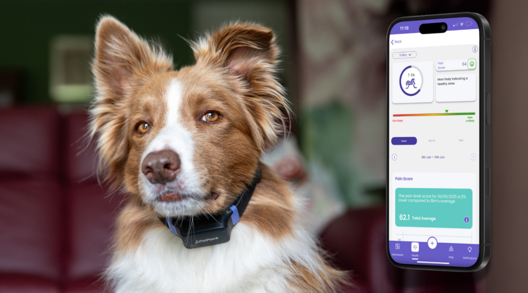 Is Your Dog in Pain? 7 Subtle Signs...