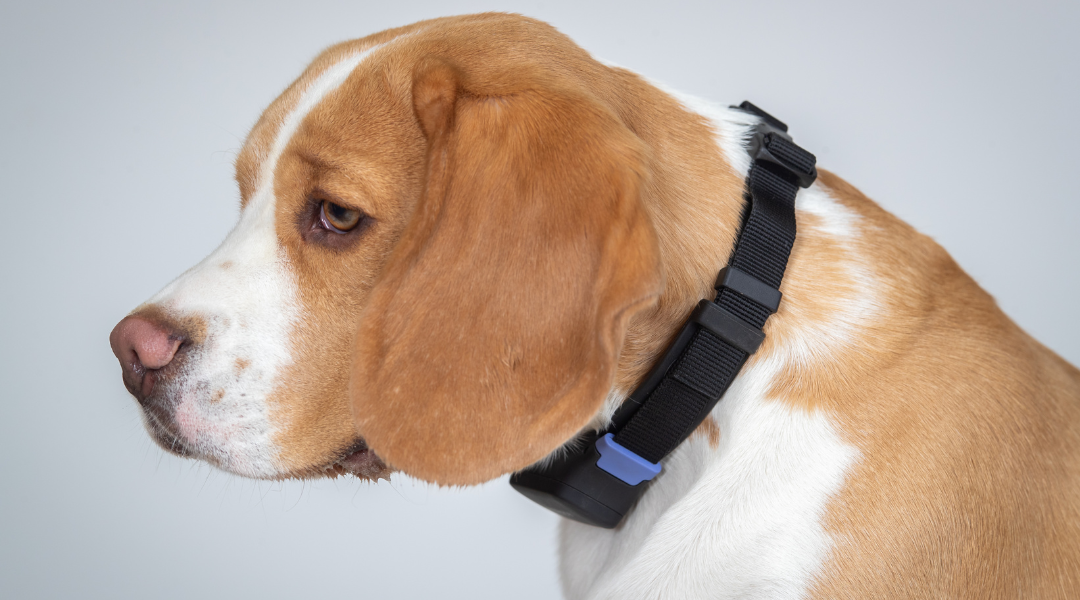 Understanding Anxiety and Stress in Dogs: What Every...